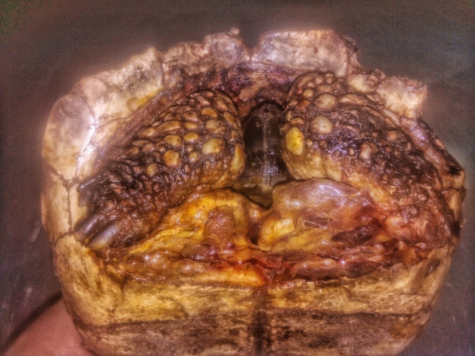 Lesión que evidencia la fractura del segmento frontal del plastrón con exposición muscular, en una tortuga argentina (Chelonoidis chilensis) mordida por un canino