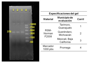 Gel de agarosa al 20% de la variedad RSMNorman F2008 evaluada en tres Localidades de México