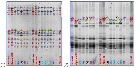 Patrones
genéticos de los loci Glu-1, Glu-3 y Gli-1 en las variedades Cal
Blanco F2011, RSM-Norman F2008 y Matchett F2011. Referencias:(1) Gel loci Glu-1
y Glu-3 en orden decendente. (2) Gel loci Gli-1. MB, MT, MM,
MQ = Matchett F2011; NQ, NM, NT, NB = RSM-Norman F2008; CQ, CM, CT = Cal Blanco
F2011 en distintas repeticiones.
