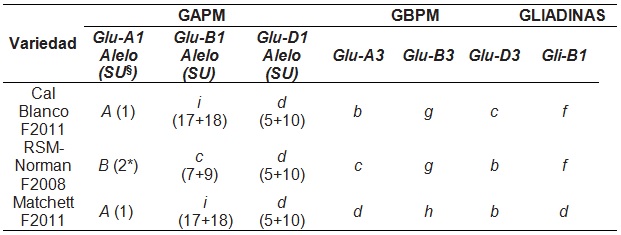 Distribución de los alelos
  y patrones genéticos de los loci Glu-1,
  Glu-3 y Gli-B1, en las variedades Cal Blanco F2011, RSM-Norman F2008 y
  Matchett F2011. Referencias: § SU = Subunidad, GAPM = Gluteninas de alto peso molecular, GBPM =
  Gluteninas de bajo peso molecular.