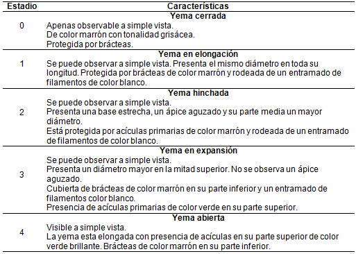 Descripción de
la escala de los estadios fenológicos en la etapa de brotación utilizada para
la evaluación del híbrido PEE×PCH.