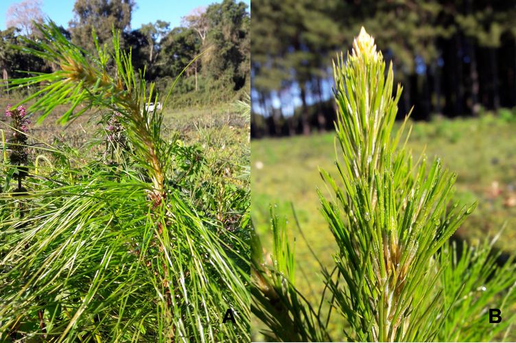 Efecto de las
heladas sobre plantas de PEE×PCH en el sitio BAJO. (A) perdida de turgencia en
acículas y brote apical, corresponde a categoría 1 en la escala de evaluación
de la afectación. (B) planta no afectada por las heladas, corresponde al valor
0 en la escala de evaluación de la afectación.